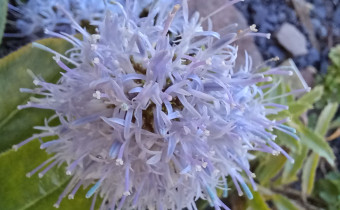 Campanula rumeliana, Foto vom 11.7. (© Spender 55)