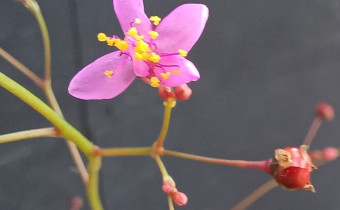 Cistanthe paniculata, Foto vom 15.7. (© Spender 55)