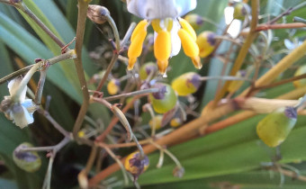 Dianella ensifolia, Foto vom 28.6. (© Spender 55)