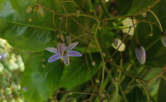 Dianella revoluta, Foto vom 28.6. (© Spender 55)