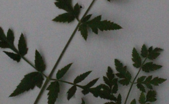 Peucedanum cervaria Blatt  (© Spender 55)