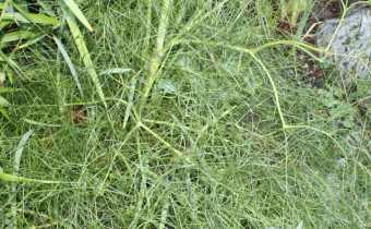 Peucedanum officinale, Foto vom 2.7. (© Spender 55)
