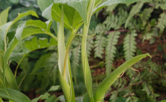 Pinellia pedatisecta, Foto vom 7.7. (© Spender 55)