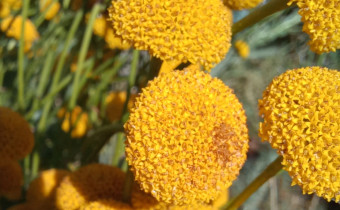Santolina rosmarinifolia, Foto vom 3.7. (© Spender 55)