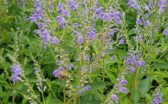 Scutellaria incana, Foto vom 6.7. (© Spender 55)