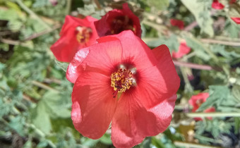 Sphaeralcea miniata, Foto vom 19.6. (© Spender 55)