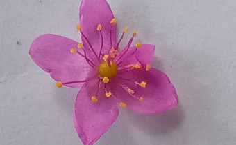Cistanthe paniculata, Foto vom 15.7. (© Spender 55)
