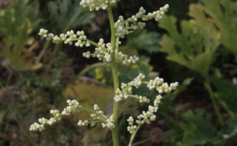 Artemisia lactiflora, Foto vom 1.8. (© Spender 55)