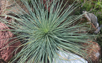 Aspodeline taurica, Rosette (© Spender 55)