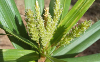 Carex phyllocephala, Foto vom 26.7. (© Spender 55)
