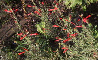 Epilobium canum, Foto vom 28.8. (© Spender 55)