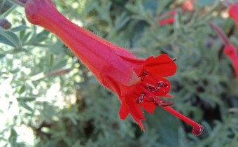 Epilobium canum, Foto vom 1.8. (© Spender 55)