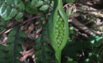 Pinellia pedatisecta, Frucht (© Spender 55)