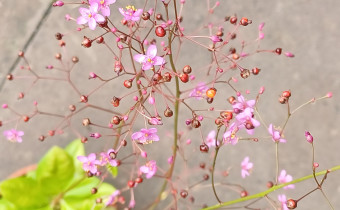 Cistanthe paniculata, Foto vom 1.8. (© Spender 55)