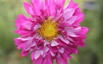 Cosmos bispinnatus, gefüllt, Foto vom 18.8. (© Spender 55)