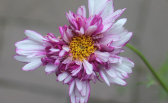 Cosmos bispinnatus, gefüllt, Foto vom 18.8. (© Spender 55)