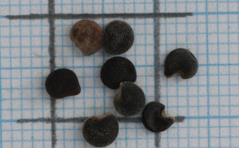 Abelmoschus manihot Samen (© Gabriele Renneberg)