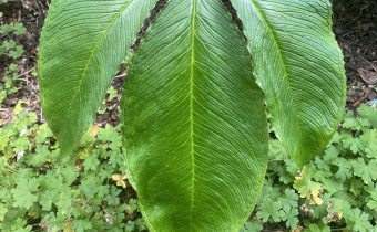 Arisaema costatum (© Spender 468)