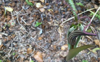 Arisaema costatum im Austrieb (© Spender 468)