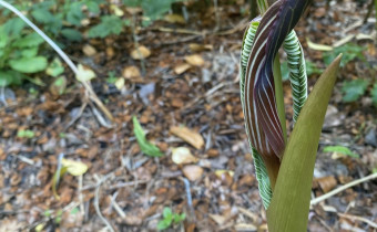 Arisaema costatum im Aufblühen (© Spender 468)