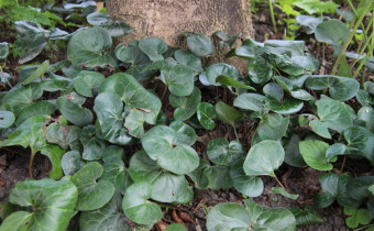 Asarum europaeum, Foto vom 7.8. (© Gabriele Renneberg)