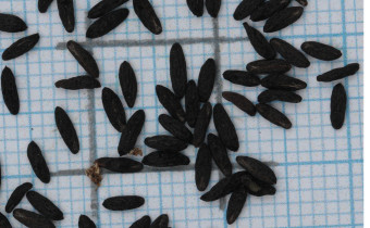 Barnardia japonica Samen (© Gabriele Renneberg)
