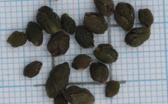 Cardamine bulbifera Samen (© Gabriele Renneberg)