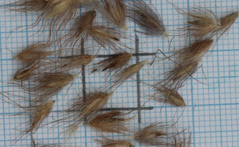 Cenchrus orientalis Samen (© Gabriele Renneberg)