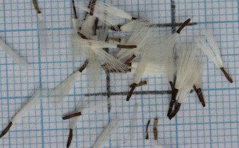 Cicerbita bourgaei Samen (© Gabriele Renneberg)