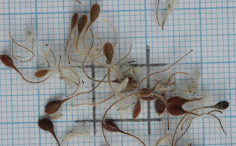 Clematis heracleifolia Samen (© Gabriele Renneberg)