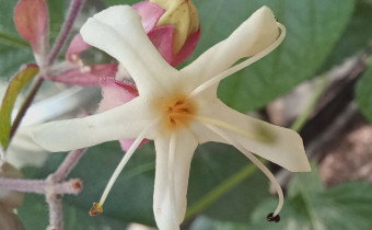 Cerodendrum trichotomum, Foto vom 2.9. (© Spender 55)