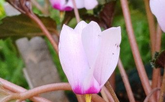 Cyclamen rohlfsianum, Foto vom 19.9. (© Spender 55)