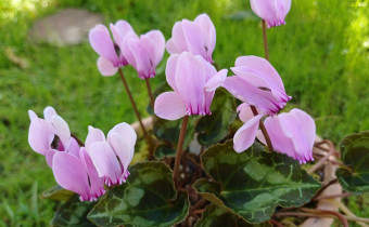 Cyclamen graecum subsp. candicum, Foto vom 15.9. (© Spender 55)