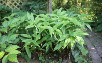 Disporopsis pernyi, Foto vom 5.6. (© Gabriele Renneberg)