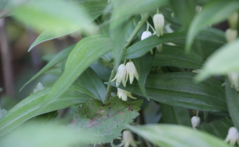Disporopsis pernyi, Foto vom 5.6. (© Gabriele Renneberg)