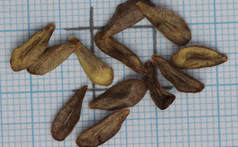 Dregea sinensis Samen (© Gabriele Renneberg)