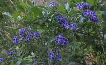 Duranta erecta, Foto vom 30.8. (© Spender 55)