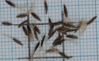 Eurybia x herveyi Samen (© Gabriele Renneberg)