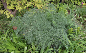Ferula communis ssp. glauca, Foto vom 20.4. (© Gabriele Renneberg)