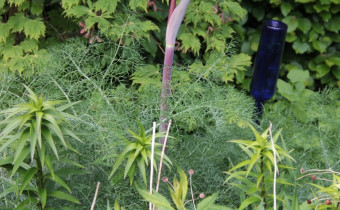 Ferula communis ssp. glauca, Foto vom 7.5. (© Gabriele Renneberg)