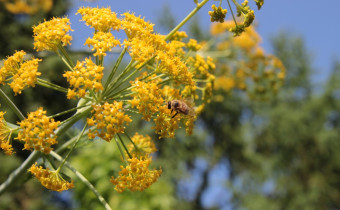 Ferula communis ssp. glauca, Foto vom 24.5. (© Gabriele Renneberg)
