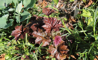 Heuchera micrantha 'Palace Purple' (© Gabriele Renneberg)