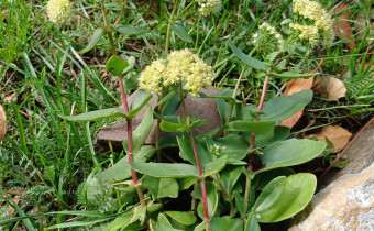 Hylotelephium telephium, Foto vom 1.9. (© Spender 55)