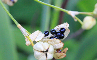 Iris domestica Samenstand (© Gabriele Renneberg)