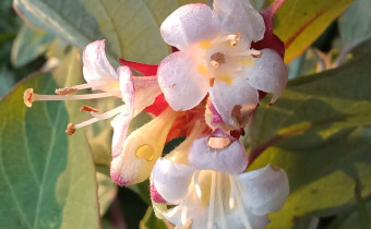 Leycesteria formosa, Foto vom 12.9. (© Spender 55)