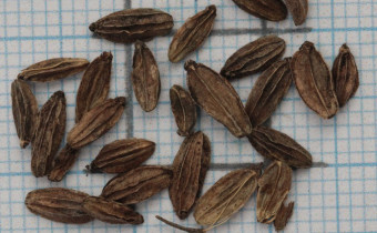 Ligusticum scoticum Samen (© Gabriele Renneberg)