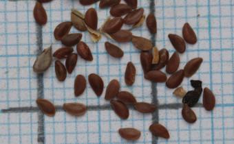 Linum tenuifolium Samen (© Gabriele Renneberg)