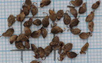 Melilotus officinalis Samen (© Gabriele Renneberg)