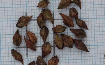 Oenothera gaura Samen (© Gabriele Renneberg)