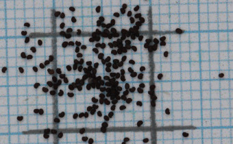 Oreomecon nudicaulis Samen (© Gabriele Renneberg)